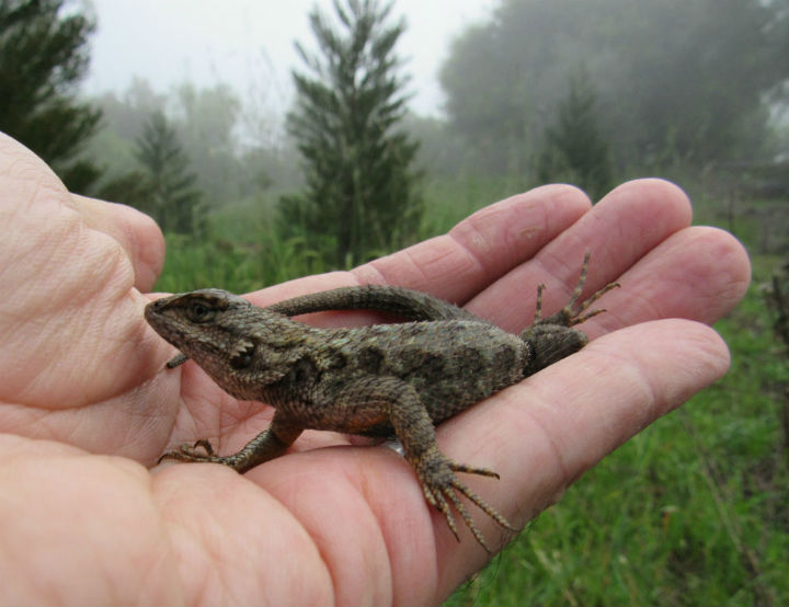 Fence Lizard